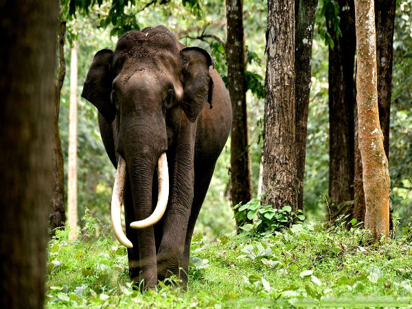 4. Nagarhole For Elephants