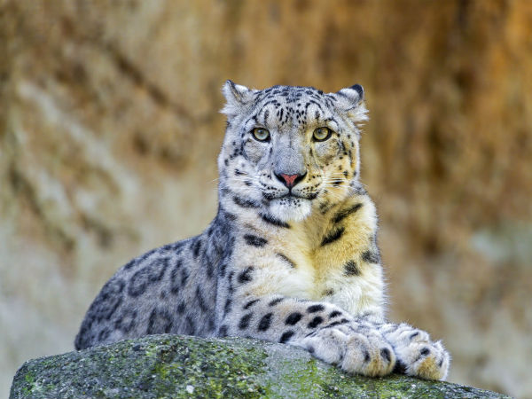 5. Hemis National Park For Snow Leopards