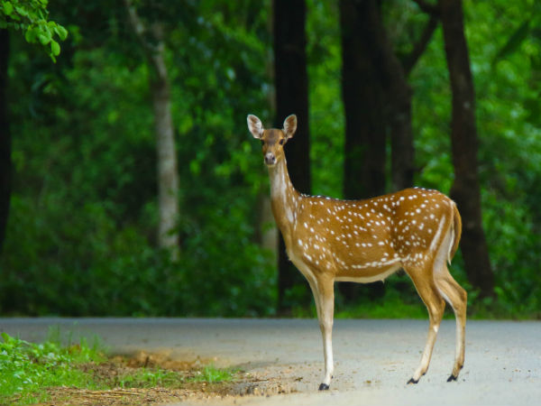 Places To Visit - Dandeli Wildlife Sanctuary