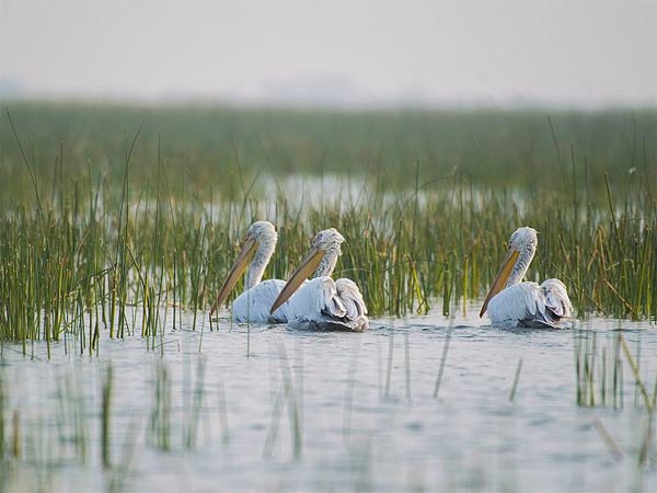Nalsarovar Bird Sanctuary