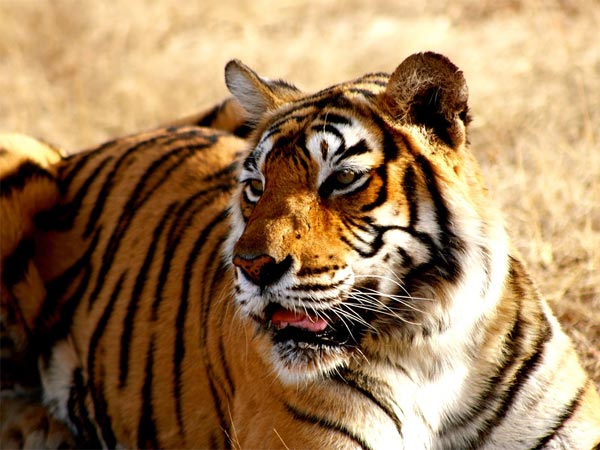 Spot Royal Bengal Tigers At Sundarbans