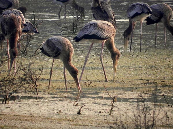 Birdwatching At Bharatpur