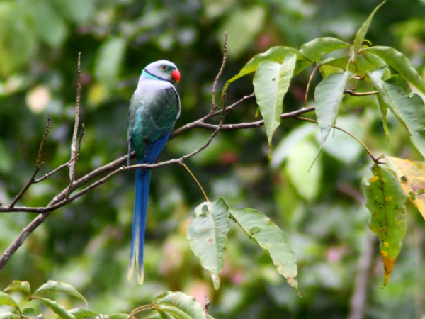 3. Thattekad Bird Sanctuary