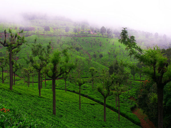 Mysore To Coonoor