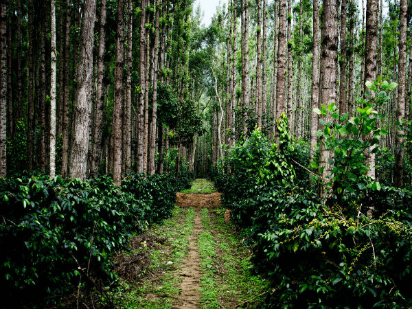 Bangalore To Chikmagalur