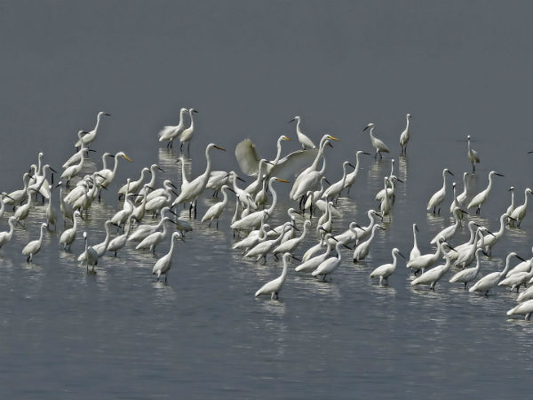 Pulicat