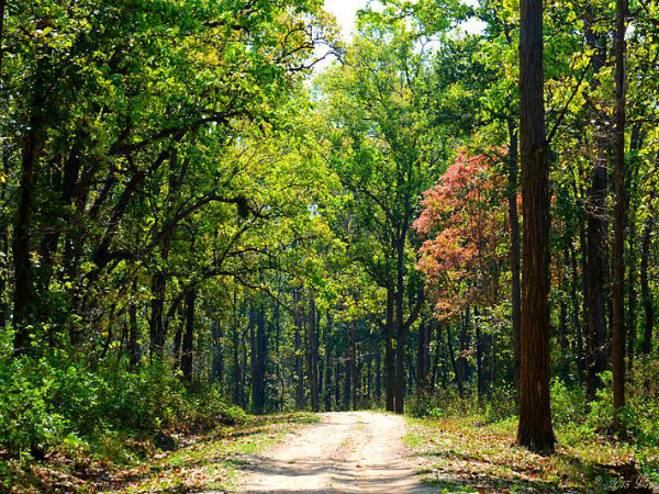 Kanha National Park
