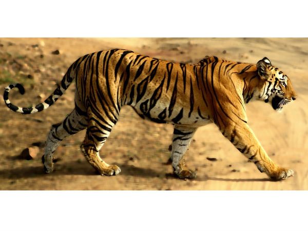 Bandhavgarh National Park
