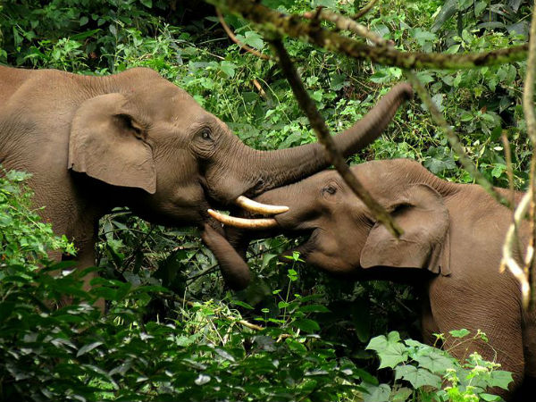 Periyar National Park