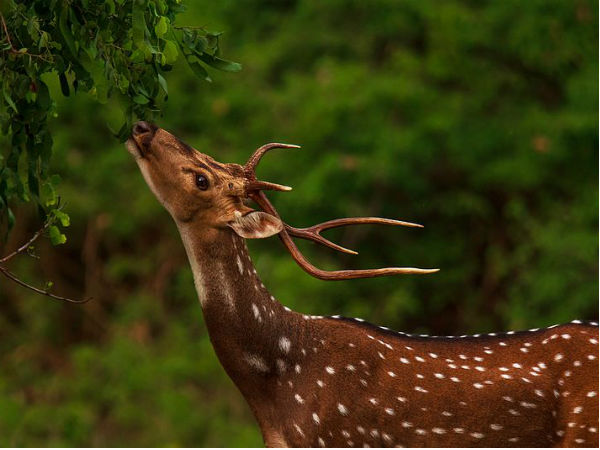 Bandipur National Park