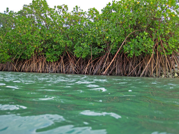 Bhitarkanika Mangroves