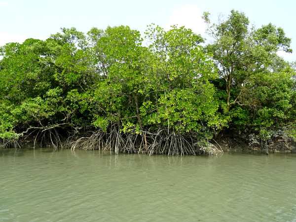 Sundarbans