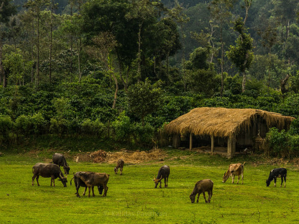 Coorg