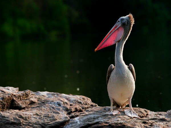 Deepor Beel Bird Sanctuary