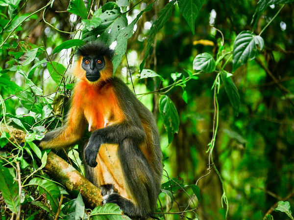 Manas National Park