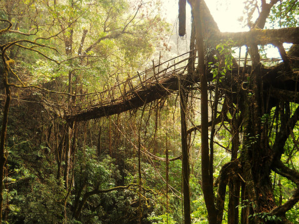 4. Living Root Bridges