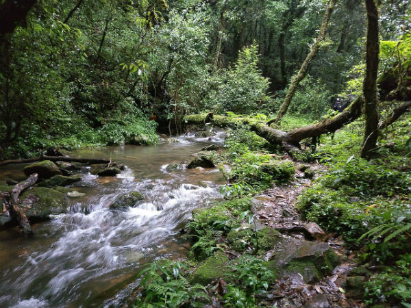 3. Mawphlang Sacred Forest