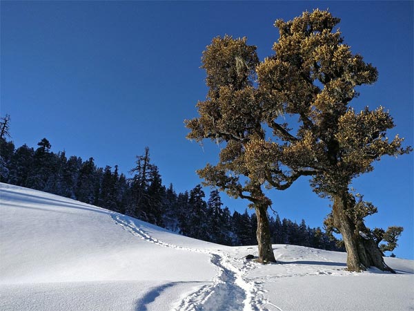 Kedarkantha Base To Kedarkantha Peak
