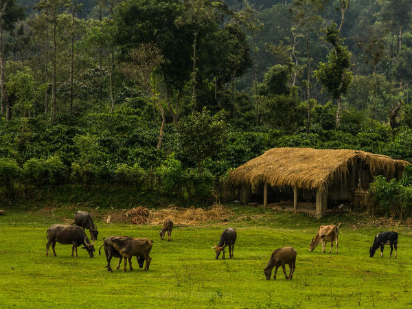 Coorg