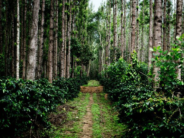 Chikmagalur
