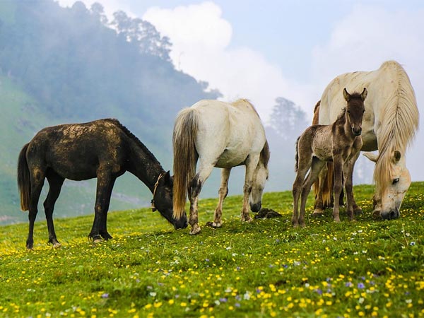 Other Top Attractions In Gangotri