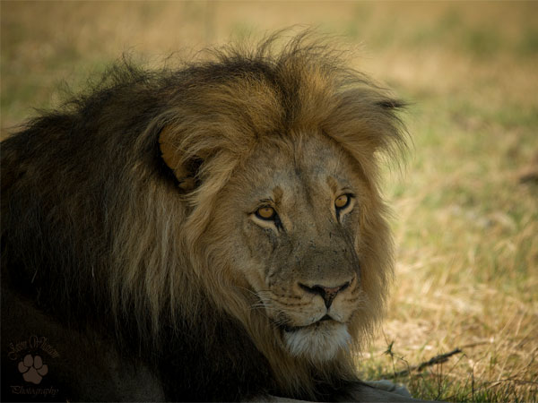 Explore Wildlife At Gir National Park