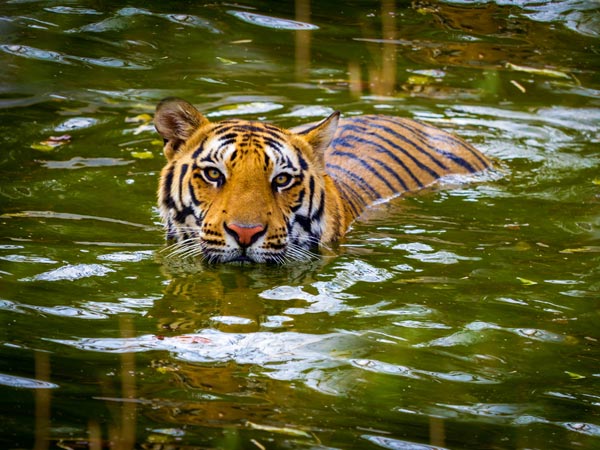 5. Sariska National Park