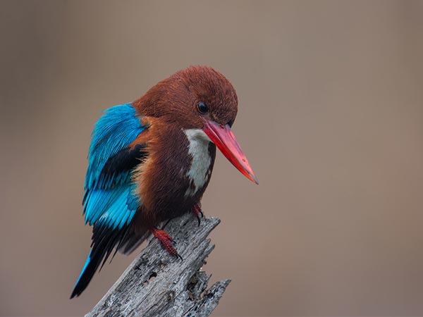 7. Bharatpur Bird Sanctuary