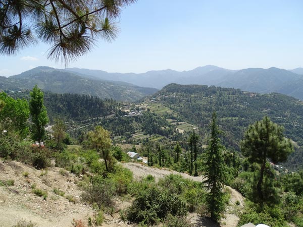 37. Naldehra