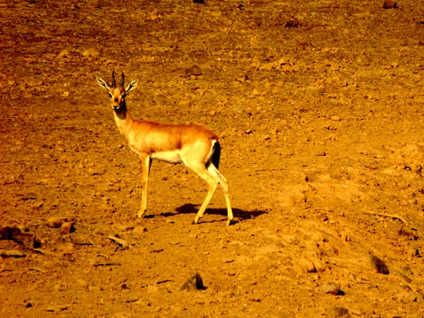 40. Ranthambore National Park
