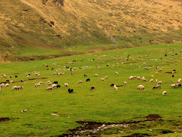 47. Rohru