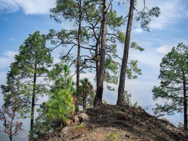50. Lohaghat