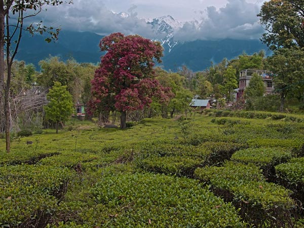 53. Palampur
