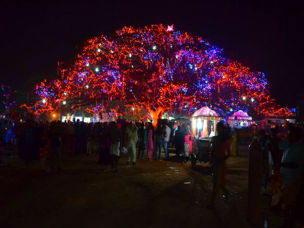 The Huge Banyan Tree The Huge Banyan Tree