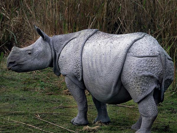 Spot Rhinos At Kaziranga