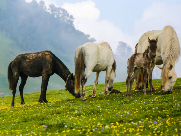 Dayara Bugyal Trek
