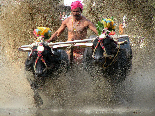 Kambala