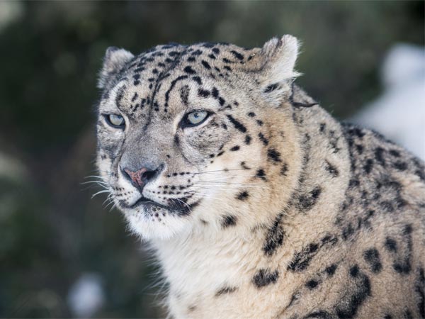 Explore The Wildlife Of Pin Valley National Park