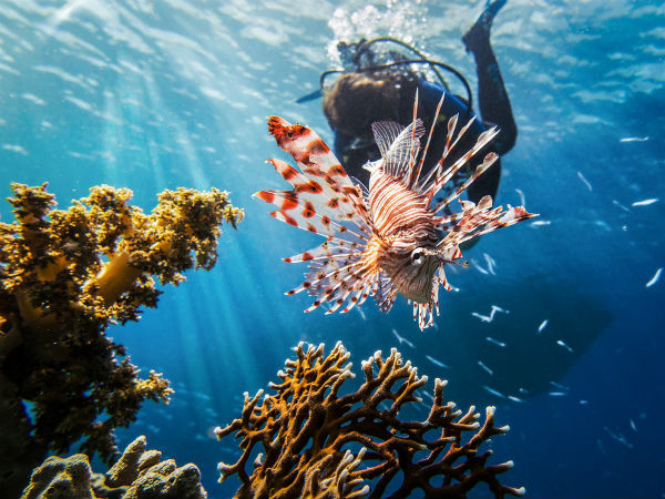 Scuba Diving