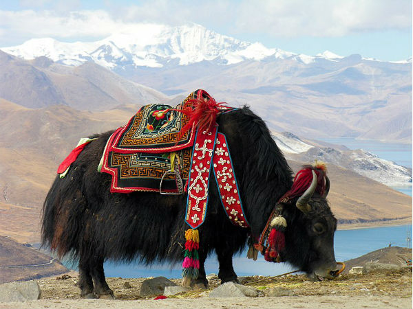 Enjoy Yak Safaris