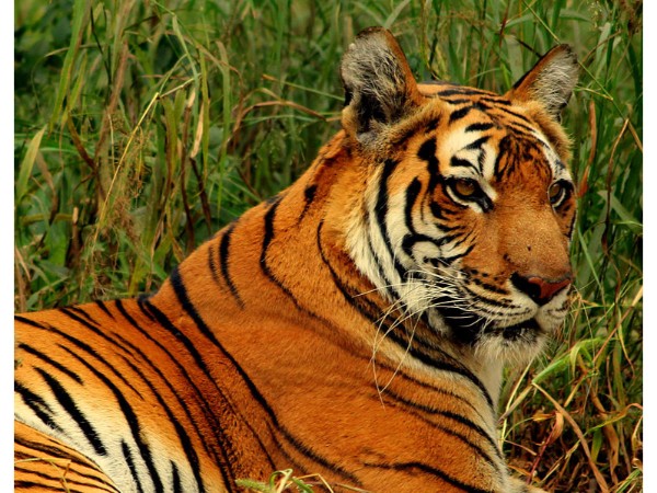 Sundarbans
