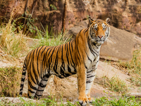 Jim Corbett National Park