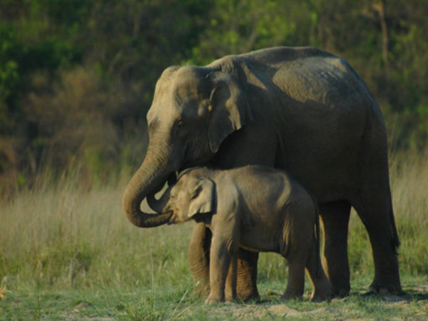 Rajaji National Park