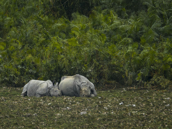 Pobitora Wildlife Sanctuary