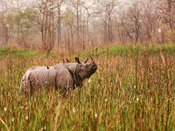 Kaziranga National Park