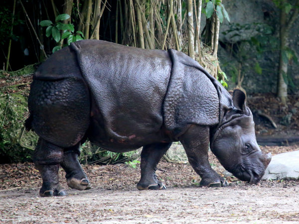 Manas National Park