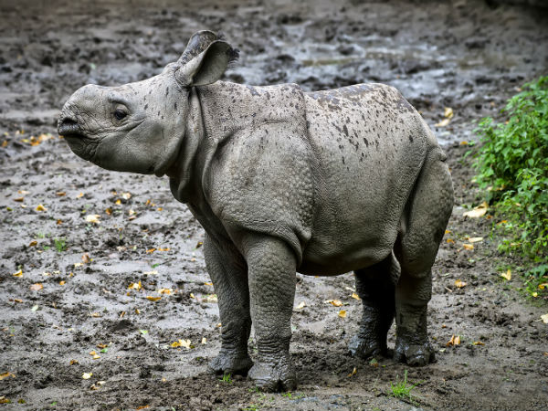 Dudhwa National Park