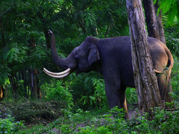 Wayanad