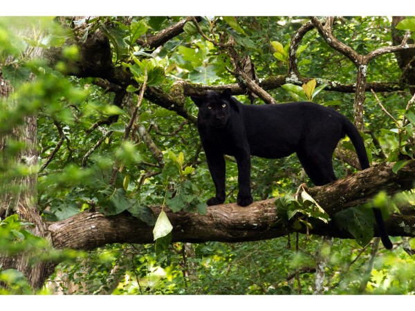 Rajaji National Park