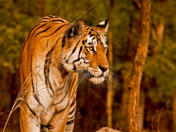 Pench National Park